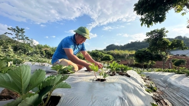 Applying advanced techniques to growing strawberries, earning a profit of half a billion/ha